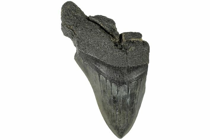 4.27" Partial, Fossil Megalodon Tooth - South Carolina